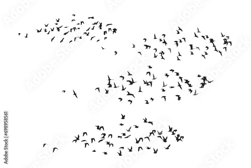 Birds flying in the sky with a natural distribution. Natural vector birds. © serkanmutan