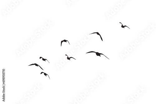 Birds flying in the sky with a natural distribution. Natural vector birds.