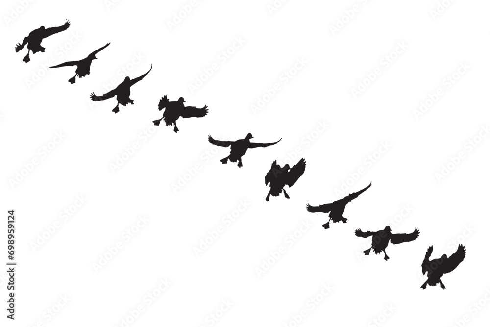 Flying ducks. Natural vector birds. White bacgrund.  - obrazy, fototapety, plakaty 