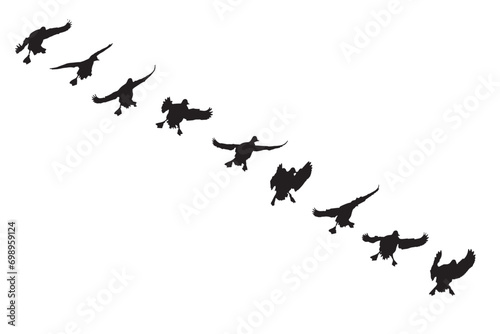 Flying ducks. Natural vector birds. White bacgrund. 