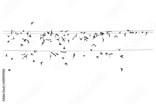 Birds flying over the wire. Vector images. 