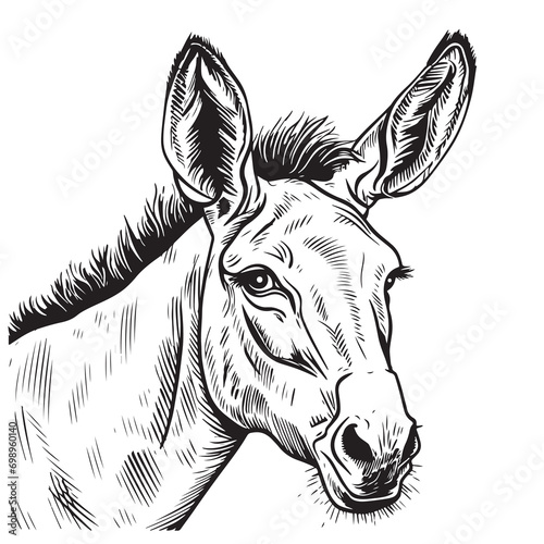 Donkey sketch hand drawn Vector illustration Farm