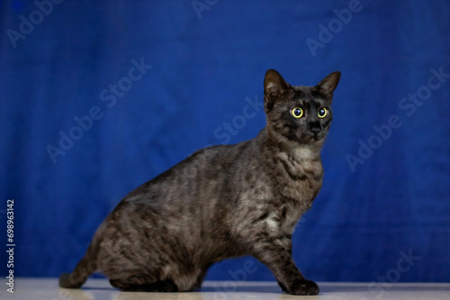 Foto Kitten Egyptian mau portrait closeup at home