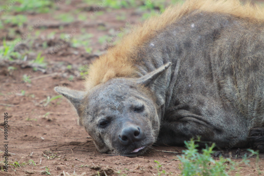 Full-bodied hyena resting in the dirt in a natural woodland setting.