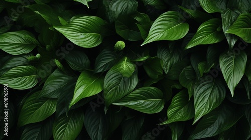 Leaves of Spathiphyllum Cannifolium Background. Texture  Tropical Leaf 