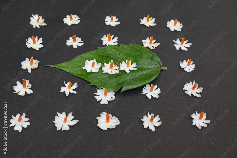 Nyctanthes arbor tristis flower. It's other names night blooming