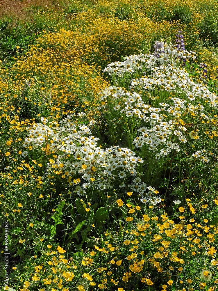 Obraz premium pretty field of yellow arctic poppies and white daisies in a meadow in the remote fishing village of nanortalik in southern greenland
