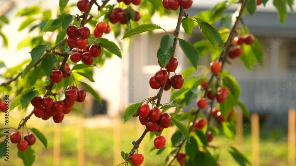 Ripe cherries on a branch in the garden. Selective focus. Ripe cherries on a branch in the garden. Selective focus.