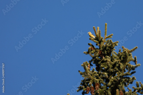 A yellow, female common crossbill (loxia curvirostra) is perched high in the top of a tree in the dolomite mountain region of Italy. Blue sky background. photo