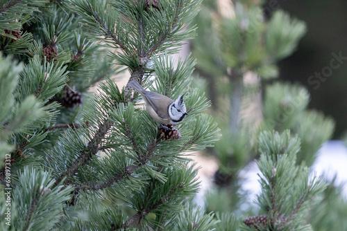 A single crested tit (lophophanes cristatus) perched in a conifer tree in the dolomite mountain region of Italy. In winter, December. photo