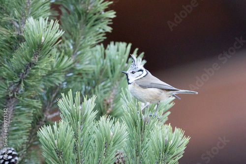 A single crested tit (lophophanes cristatus) perched in a conifer tree in the dolomite mountain region of Italy. In winter, December.