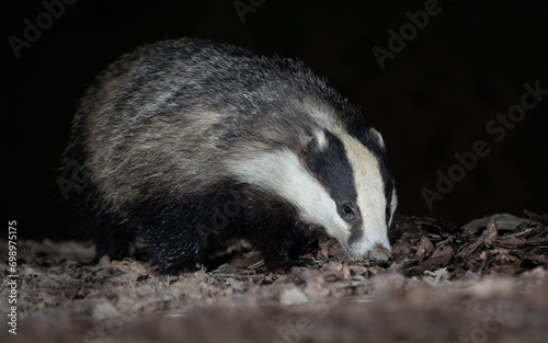 Taken from a low angle at dusk is a close up portrait of a badger. It is foraging in the leaves and vegetation on the floor