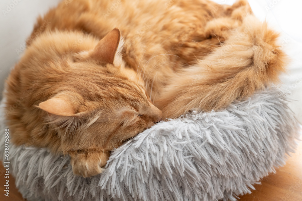 眠る猫　茶トラ猫