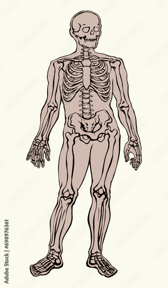 Human skeleton. Vector schematic drawing Human skeleton. Vector schematic drawing