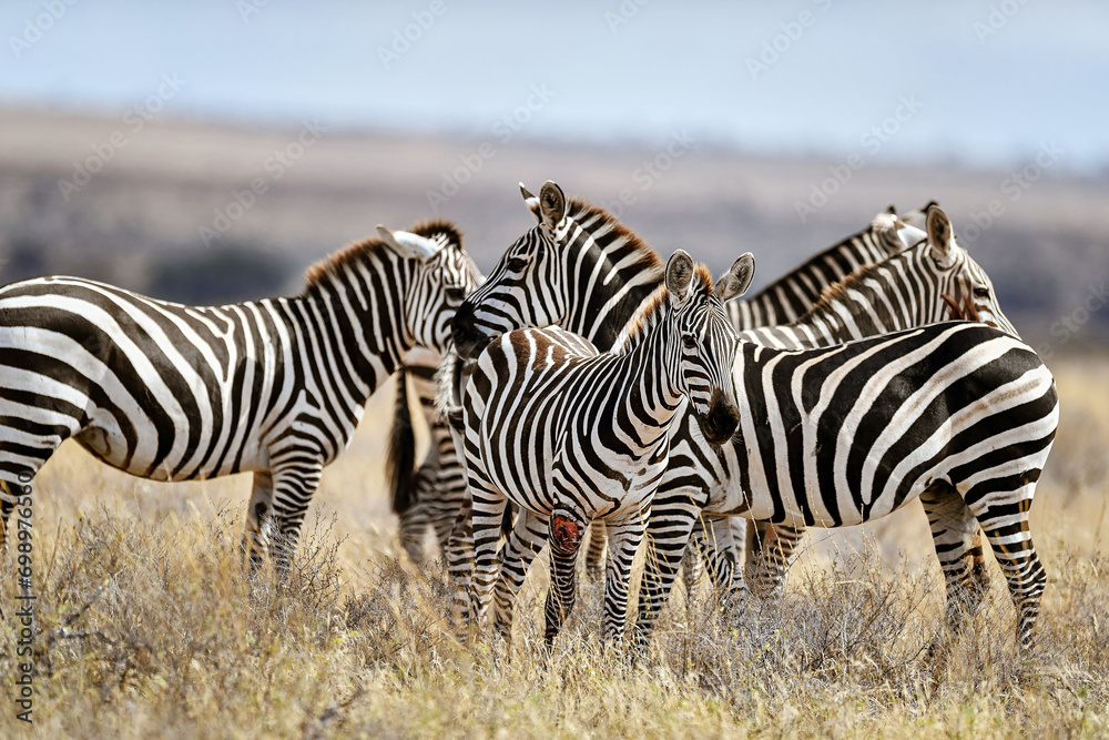 Zebra in the Savanna of Kenya - obrazy, fototapety, plakaty 