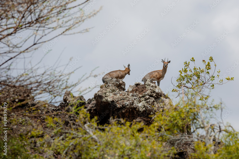 african Klipspringer in the Tsavo Nationalpark african Klipspringer in the Tsavo Nationalpark