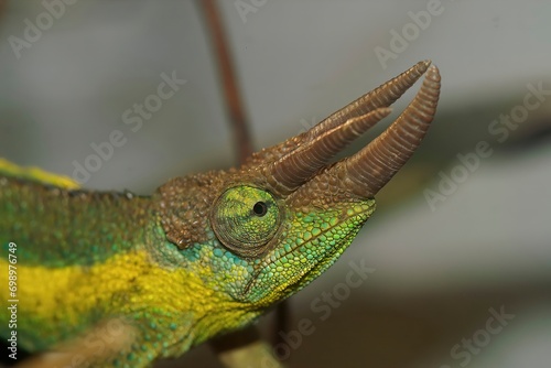 Closeup on a Jackson's or Three-horned Chameleon, Trioceros jacksonii sitting in the vegetation photo