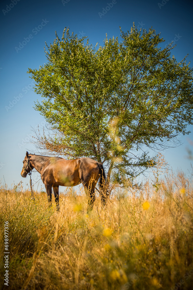 Beautiful horses on a sunny day Beautiful horses on a sunny day