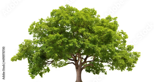 Green wide tree cut out
