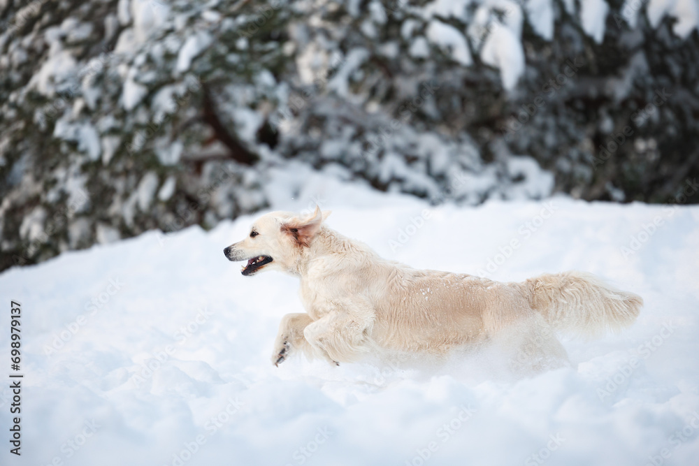 happy golden retriever dog runs through the snow in winter forest happy golden retriever dog runs through the snow in winter forest