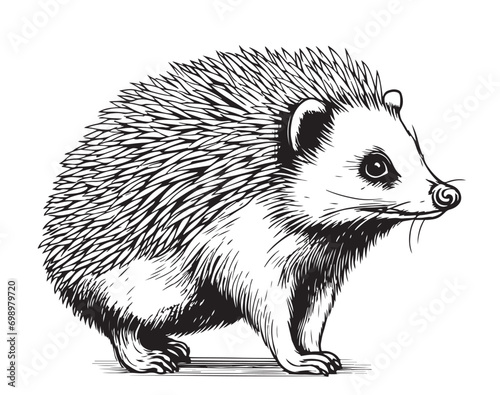 Hedgehog animal sketch drawn in hand graphic style Vector