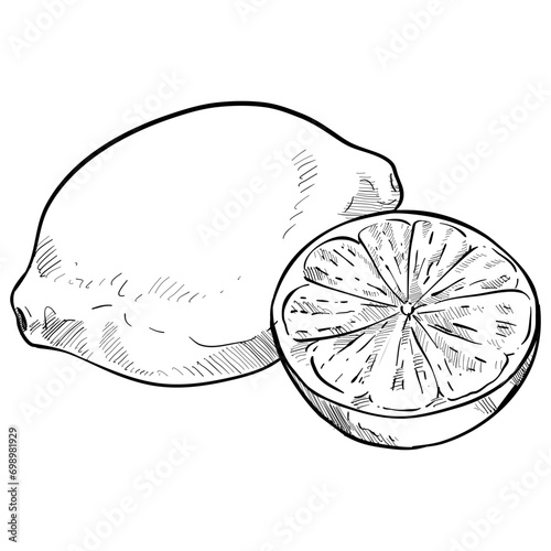 lemon handdrawn illustration