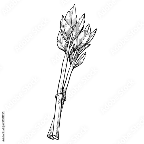 celery leaves handdrawn illustration