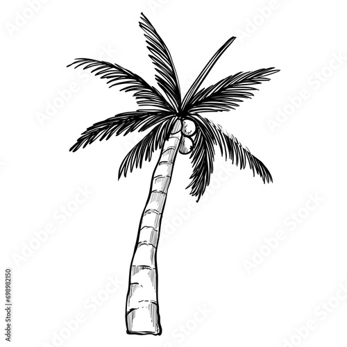 palmyra tree handdrawn illustration photo