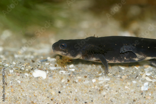 Closeup on a neotenic juvenile of the endangered Japanese Riu-Kiu newt, Cynops ensicauda ensicauda with gills photo