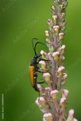 Vertical closeup of a European Corymbia fulva longhorn beetle climbing on vegetation photo