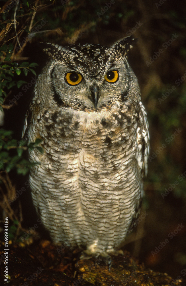 Fototapeta premium Grand duc africain,.Bubo africanus, Spotted Eagle Owl