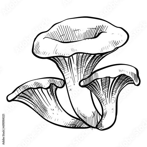 black trumpet mushroom handdrawn illustration