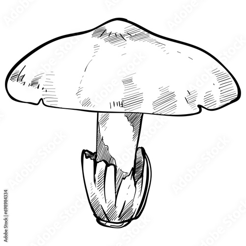caesar mushroom handdrawn illustration photo