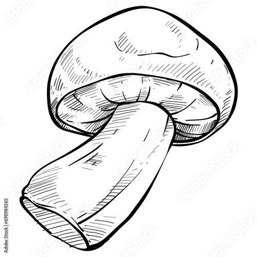 boletus mushroom handdrawn illustration