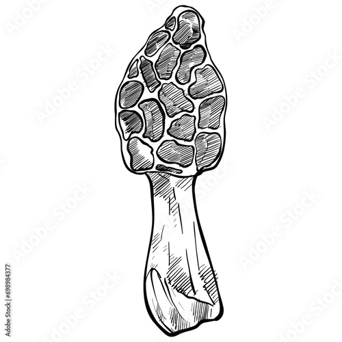 morel mushroom handdrawn illustration