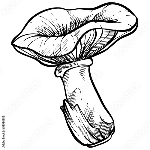 chanterelle mushroom handdrawn illustration