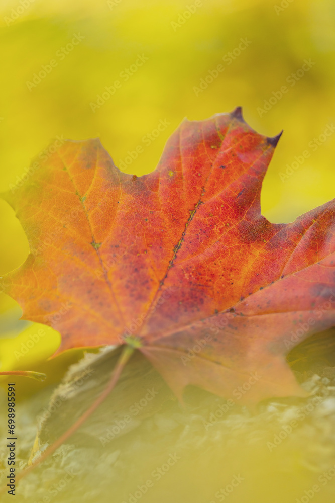 Close-up of wilted maple leaf