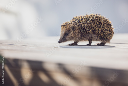 Cute hedgehog walking on wooden terrace photo