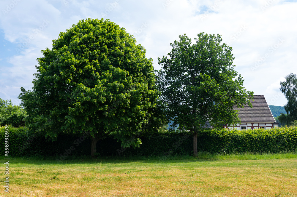 Two large trees on a green hedge in a village