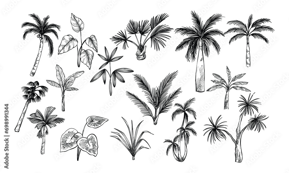 palm tree handdrawn collection