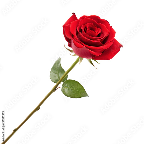 single Red rose isolated on transparent background Remove png  Clipping Path  pen tool