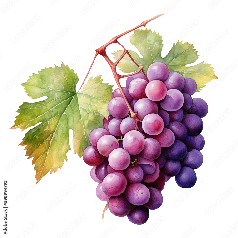 Fototapeta premium watercolor bunch of grapes isolated on transparent background Remove png, Clipping Path, pen tool