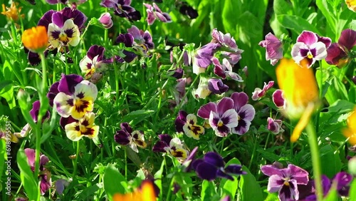 Wild pansies, Viola Tricolor, also known as Johnny Jump Up. Many Purple and Yellow Flowers. Pansies on a Backyard. Landscaping in Green Home Garden. Landscape Design with Flower beds in Summer.	
 photo