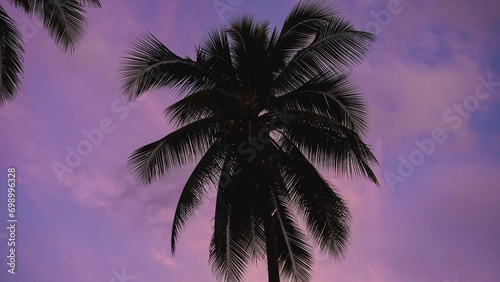 Silhouette of a palm tree at sunset © fifthplanet