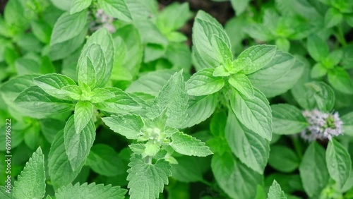 Lemon balm and Mint growing abundant in a garden bed. Mentha Fresh leaves background Closeup Top view. Plant Organic Ingredient for lemonade, mojito. Herbs for brewing beautiful aromatic medicinal tea photo