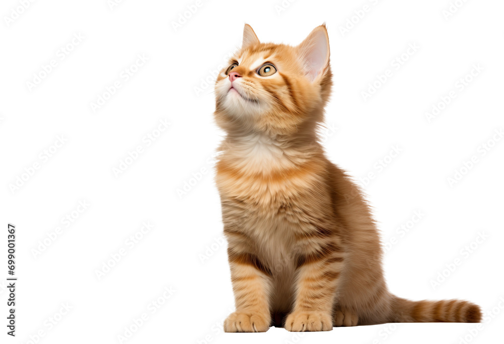 Obraz premium Cute ginger kitten looking up on transparent background