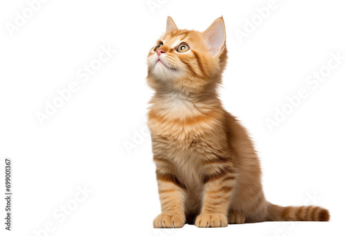 Cute ginger kitten looking up on transparent background