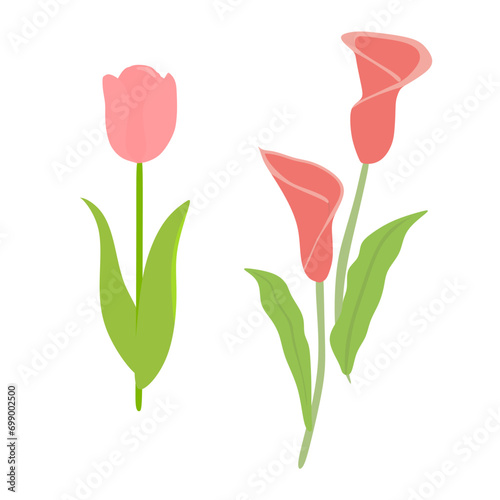 Pink Tulip And Pink Lily Flower Illustration Vector Image