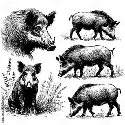 Vintage engrave isolated hog set illustration ink sketch. Wild boar background pig vector art