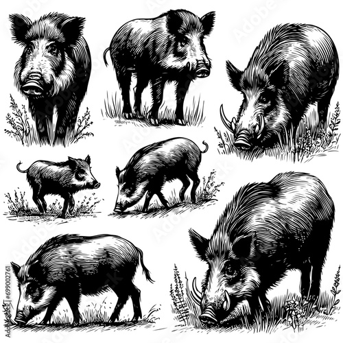Hand sketch of a wild boar. Vector illustration. Hand sketch of a wild boar. Vector illustration. photo